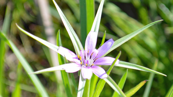 Eine der schönsten Wildblumen im Cilento