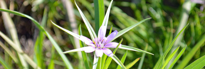 Eine der schönsten Wildblumen im Cilento