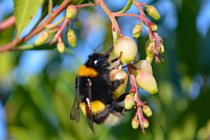 Eine Hummel auf der Blüte eines Erdbeerbaums