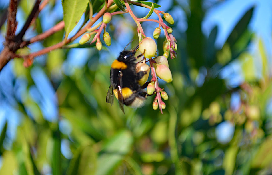 Hummel im Reich der Blüten