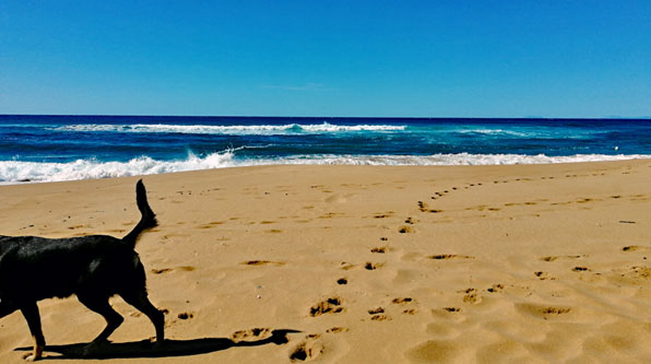 Unser Hund Lupo allein am Strand