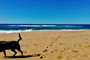 Unser Hund Lupo allein am Strand