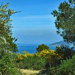 Gelbe Ginsterblüten und blaues Meer...so kann Frühling sein