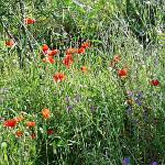 Klatschmohn im Zusammenspiel mit anderen Wildblumen