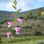 Eine von vielen schönen Wildblumen die im Frühling hier wachsen