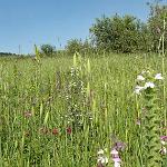 Natürlich gewachsen und schön...eine von unzähligen Wildblumenwiesen