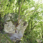 Baumwuchs aus einem Felsbrocken