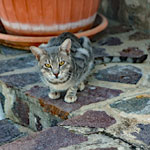 Katzen im Cilento ... vielleicht ein Thema für die nächste Bildergalerie