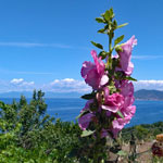 Wandern auf dem Monte Licosa mit Blumenblick auf den Monte Tresino