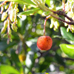 Frucht am Erdbeerbaum